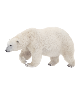 Jääkaru kohastumine